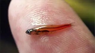 Paedocypris progenetica (Самая маленькая рыба)