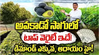 Lamb Hass Avocado in Telugu || Boost Your Income with Lamb Hass Farming || Deccan Exotics