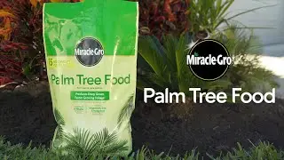 How to Use Miracle-Gro&reg; Palm Tree Food