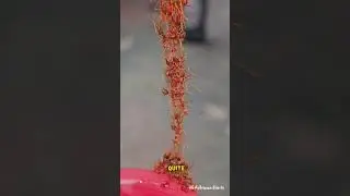 Bridge Building Army Ants 🐜🌉