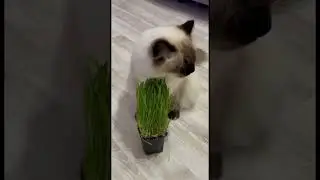 Милашка очень любит зелень 🥬😅Невская маскарадная кошка 😻#cat#beautifulcat#cute#meow#кошка#funny