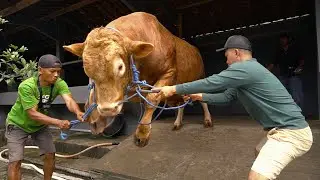 NGERI.. SAPI 1 TON UP LOMPAT DARI KANDANG !! PROSES PERAPIHAN KUKU SI BRAVO
