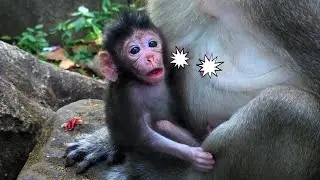 Very gorgeous baby monkey boy Glorian ( new son of Gladdis). 