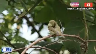 Greenish warbler identification - warbler birds || small birds || bird sounds- birds-2022
