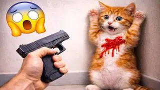 You Laugh You Lose 😹 | Viral Cat Videos 2026 Compilation