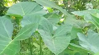 Amanda sa among lagkaw by bol -anong dako 