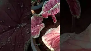 Caladium Bleeding Heart & Caladium White Christmas #beautiful #plants #gardening #favourite