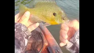 Bluegill on the beetle spin grub.