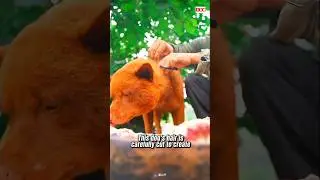 Dog Hair Calligraphy Brush? The Ancient Art That Will Shock You! 🖌️ #viral #shorts