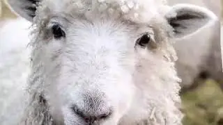 Welsh sheep lovers
