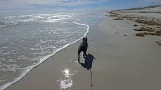 Come walk the St. Augustine Florida Beach with us.  #Beach #Frenchie #frenchbulldog #staugustine