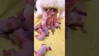 Rabbit growth - Baby BUNNY Grow Up Day By Day #shorts #cute #pets