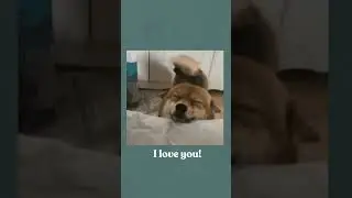 Happy Dog 🐶 vs Angry Cat 🐱 Yoga Back Stretch 💫 WELL WITH HELS #shorts #short