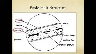 Microscopic Comparison of Hair and Fiber Evidence