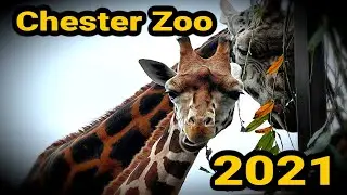 Visit to Chester Zoo | 19th September 2021