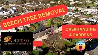 Beech Tree Removal (Overhanging 4 gardens). Ridiculous size for a housing estate!