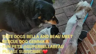 CUTE DOG BELLA AND BEAU MEET RESCUE DOG GEMMA.🐶❤