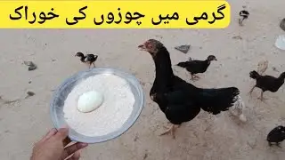 Chicks Summer Food || Powerful food for chicken chicks ||