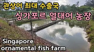 세계 최대 관상어 수출국 싱가포르 열대어 농장은 어떤 모습일까요?[오브리더]