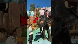 Smart Elephant Eats Pumpkin in a Unique Way 🐘❤️ #shorts