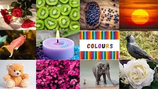 We Love all the Colors! | The Colors Song |Colors Song for Children & Kids | Learn Colors Vocabulary