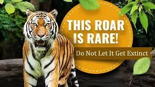 Pencil Art | Tiger Day 2020 | Save Tigers |  International Tiger Day | புலிகள் தினம் | How To Draw |