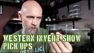 Western Invert Show 2022 Pickups #tarantula #inverts #whatdidiget