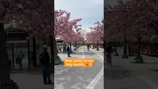 Bbyyee Spring 💖 Stockholm&rsquo;s beauty ❤️ #springdiaries