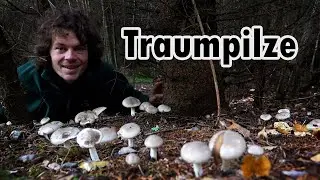 Pilze sammeln im Oktober: Der Wald dreht nochmal richtig auf!