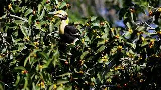 Juvenile Great Indian Hornbill Close-Up | 4K Wildlife | Canon R6 Mark II + RF 200-800mm