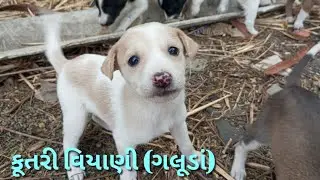 🐒ગોવીંદભાઈની વાડીએ કૂતરી વિયાની#etvnews @kddigitalkinjaldave@Kaka_Dikro@KrishnaAvyu @Khedutbhai 