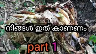 Elephant | Attacked | Banana tree😮😮🐘💥