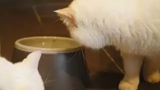 smart water bowl for cute cat