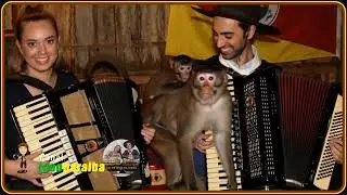 O Casal da Gaita Gaúcha no Bugio Faceiro (Paulo Siqueira) com Macaco, Gato e Cachorro joaoparaiba