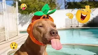 This Is Why Dogs Dominate the Internet 🐶😂 Funniest Dog Moments 2026 #28