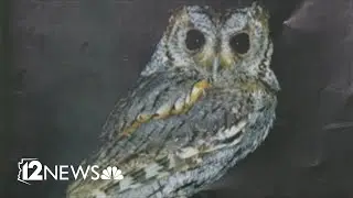 Scientists investigating why dozens of owls have fallen out of Arizona sky