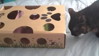 Cat Amazing Toy product review, video 2