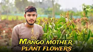 Mongo madar plant flowers treatment/New sabuj Nursery Kolkata West Bengal/#fruit #plants