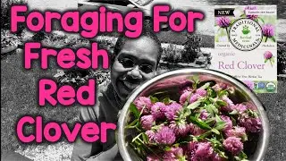 🍃Foraging Red Clover🍃 for Tea Benefits