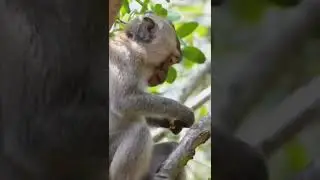 Cute Monkey sitting and eating ❤️ Cute SwaGo ❤️