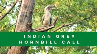 Indian grey hornbill call | What does an Indian gray hornbill sound like?