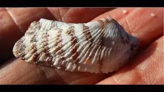 Arca noae or the Noah's Ark shell     Greece     by Theo Fotiadis