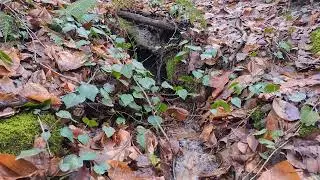 Relaxing Forest Waterfall | Real Flowing Water Sounds