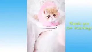 Funny and Cute Cat's Life 👯😺 Cats and Owners are the best friends Videos