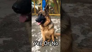 Dog Training Of Our German Shepherd Dog Zoey - Namitaology Pack. #shorts #germanshepherd  #zoey