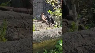 棕頭蜘蛛猴Brown-headed Spider Monkey與黑掌蜘蛛猴Geoffroy's Spider Monkey/Taipei Zoo