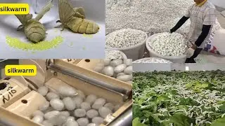Farming SilkWorm for silk - Silk  harvest and process in Factory ! Silk Worm farming and harvesting