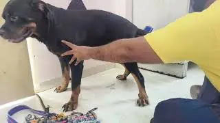 Removing Dead Hair Coting Of My Rottweiler#dog #rottweiler #familydog #mydog #shorts #video #doglife