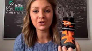 Les chiens devraient-ils porter des bottes en hiver?