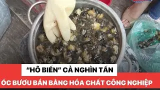“Hô biến” cả nghìn tấn ốc bươu bẩn bằng hóa chất công nghiệp